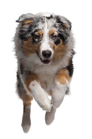 澳大利亚牧羊犬狗跑来检索一个玩具